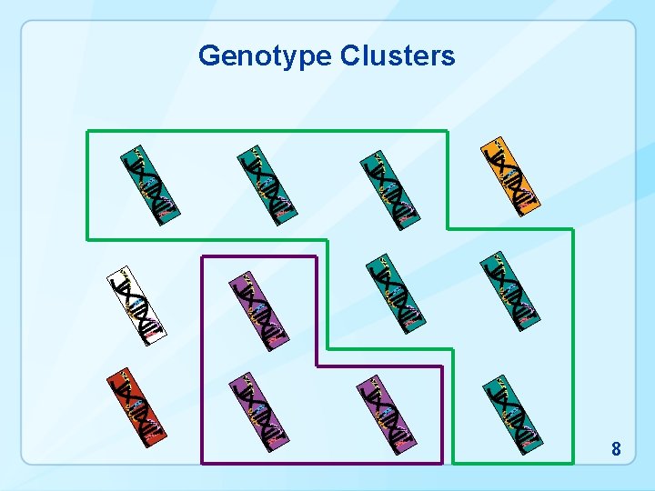 Genotype Clusters 8 