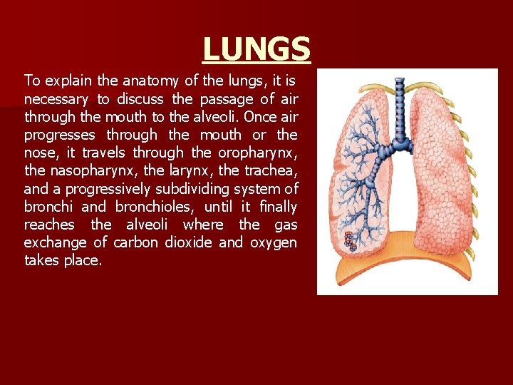 LUNGS To explain the anatomy of the lungs, it is necessary to discuss the