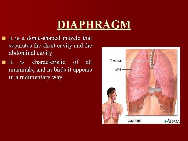 DIAPHRAGM It is a dome-shaped muscle that separates the chest cavity and the abdominal