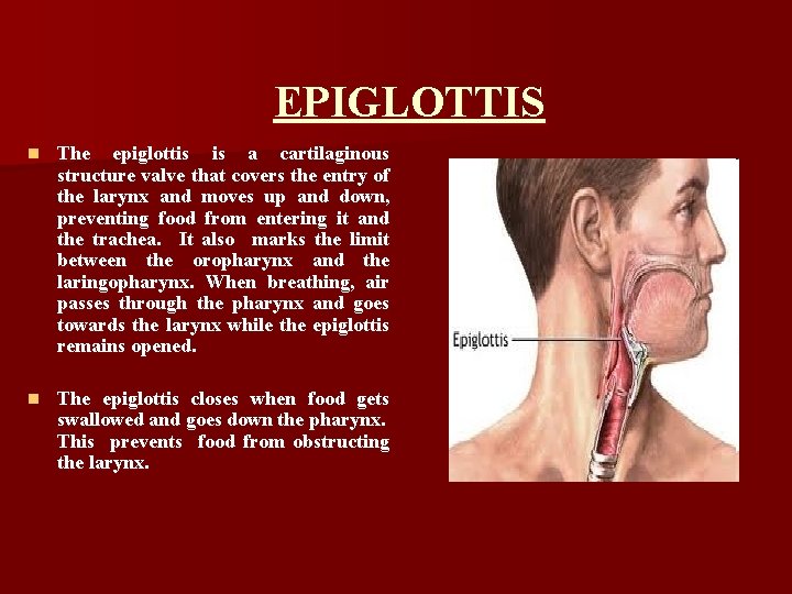 EPIGLOTTIS n The epiglottis is a cartilaginous structure valve that covers the entry of