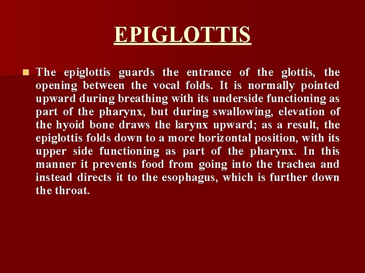 EPIGLOTTIS n The epiglottis guards the entrance of the glottis, the opening between the