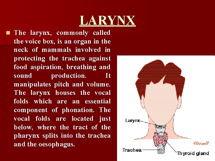 LARYNX n The larynx, commonly called the voice box, is an organ in the