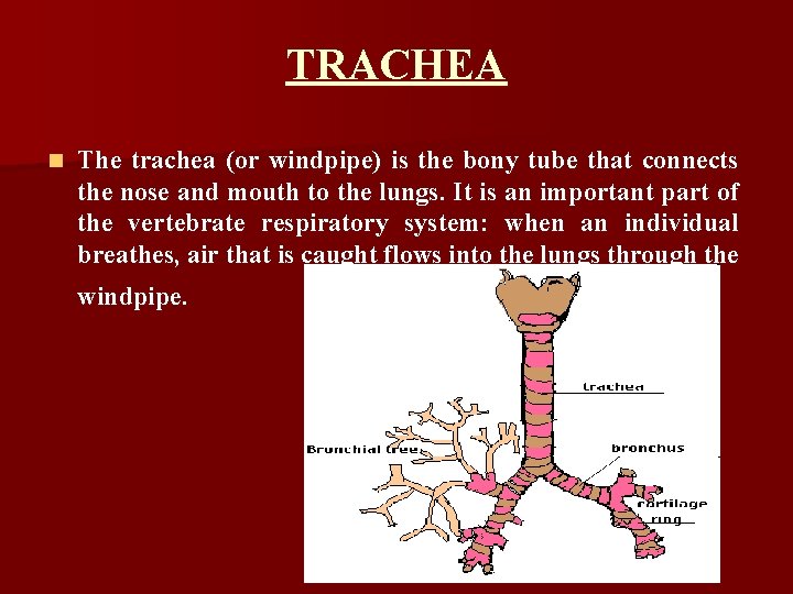 TRACHEA n The trachea (or windpipe) is the bony tube that connects the nose