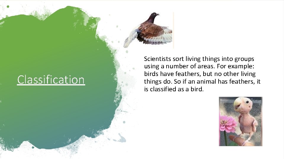 Classification Scientists sort living things into groups using a number of areas. For example: