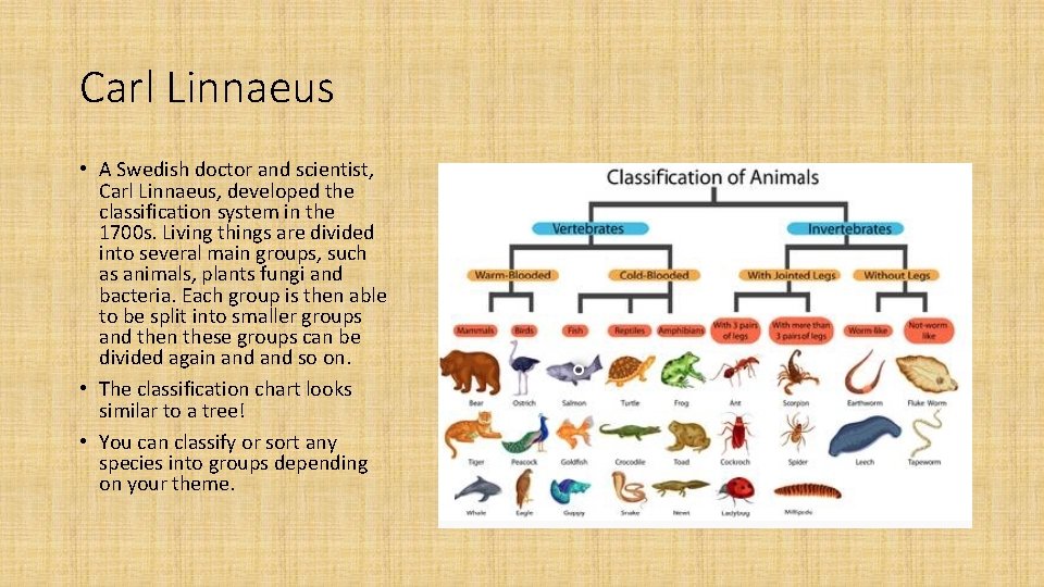 Carl Linnaeus • A Swedish doctor and scientist, Carl Linnaeus, developed the classification system