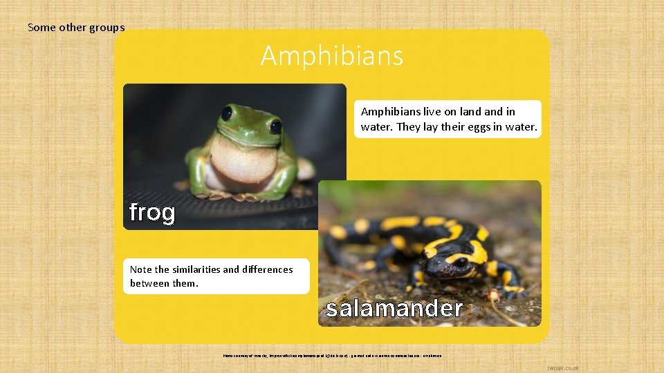 Some other groups Amphibians live on land in water. They lay their eggs in