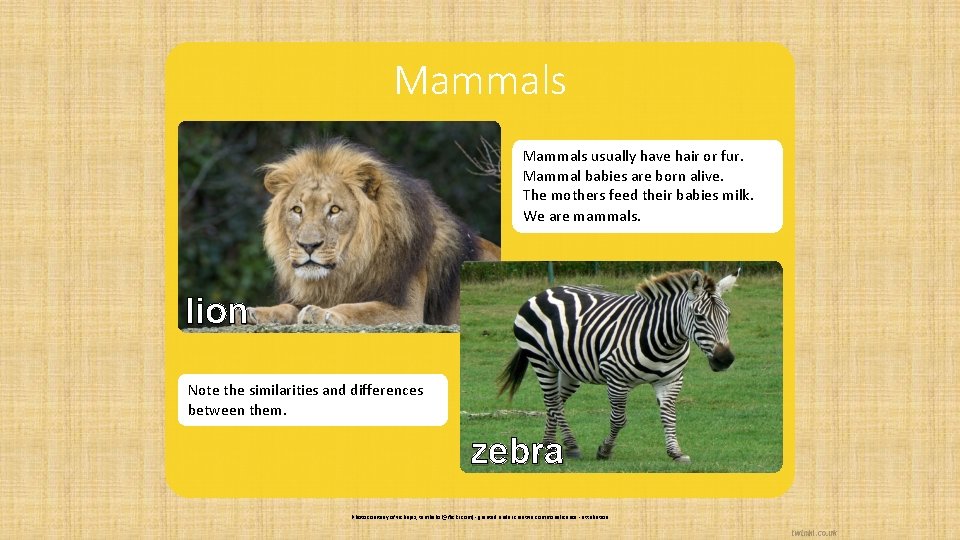 Mammals usually have hair or fur. Mammal babies are born alive. The mothers feed