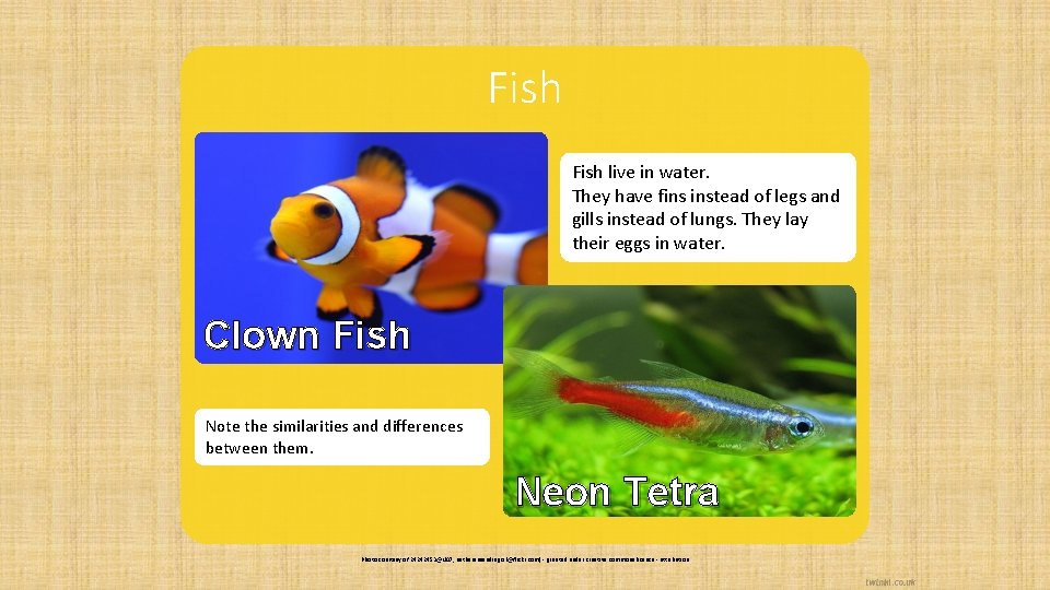 Fish live in water. They have fins instead of legs and gills instead of