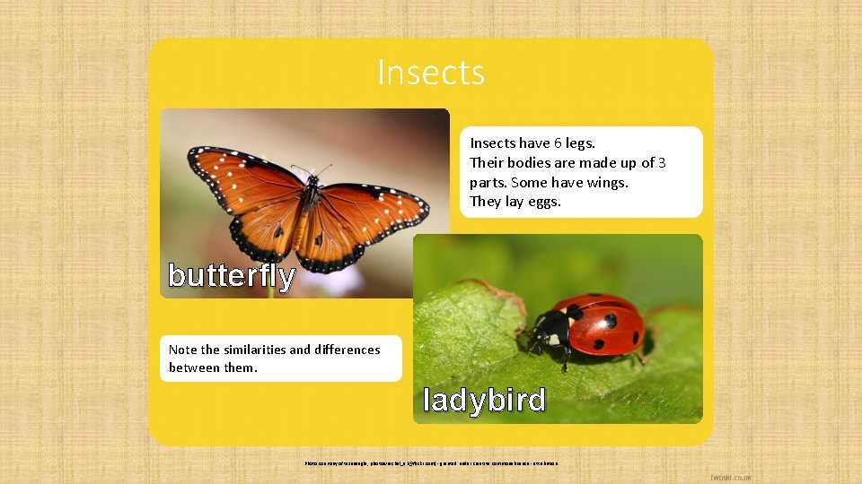 Insects have 6 legs. Their bodies are made up of 3 parts. Some have