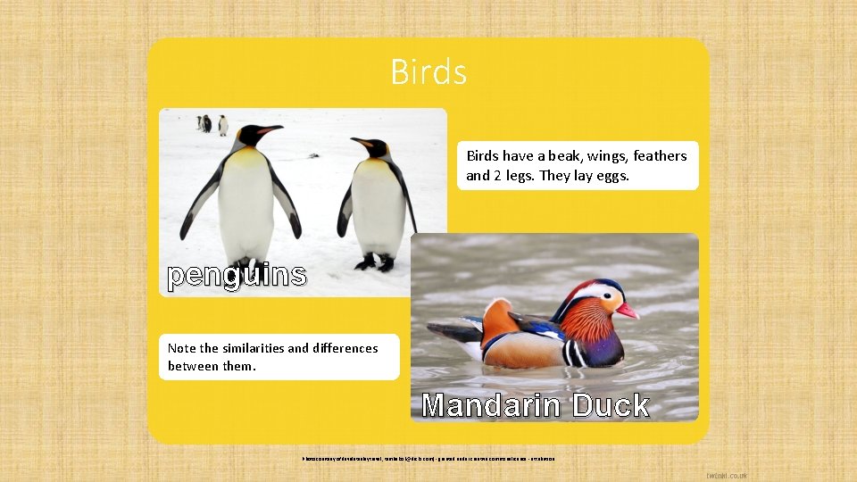 Birds have a beak, wings, feathers and 2 legs. They lay eggs. penguins Note