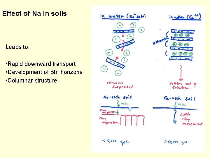 Effect of Na in soils Leads to: • Rapid downward transport • Development of