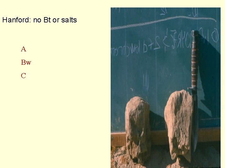 Hanford: no Bt or salts A Bw C 