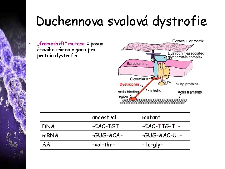 Duchennova svalová dystrofie • „frameshift“ mutace = posun čtecího rámce v genu protein dystrofin