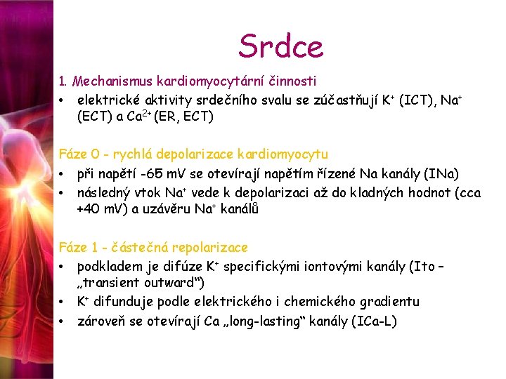 Srdce 1. Mechanismus kardiomyocytární činnosti • elektrické aktivity srdečního svalu se zúčastňují K+ (ICT),