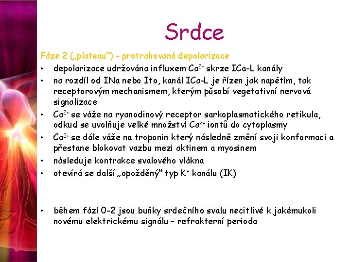 Srdce Fáze 2 („plateau“) - protrahovaná depolarizace • depolarizace udržována influxem Ca 2+ skrze