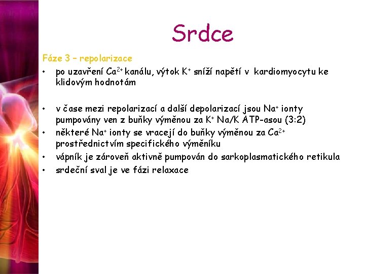 Srdce Fáze 3 – repolarizace • po uzavření Ca 2+ kanálu, výtok K+ sníží