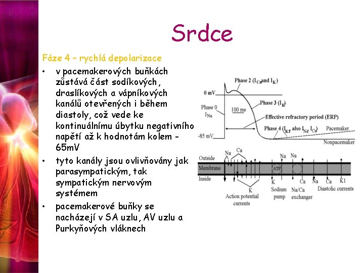 Srdce Fáze 4 – rychlá depolarizace • v pacemakerových buňkách zůstává část sodíkových, draslíkových