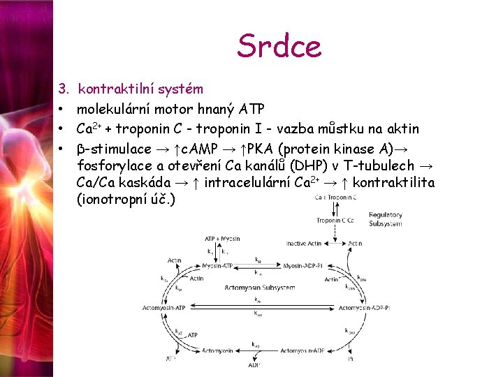 Srdce 3. • • • kontraktilní systém molekulární motor hnaný ATP Ca 2+ +