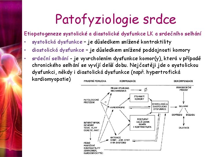 Patofyziologie srdce Etiopatogeneze systolické a diastolické dysfunkce LK a srdečního selhání • systolická dysfunkce