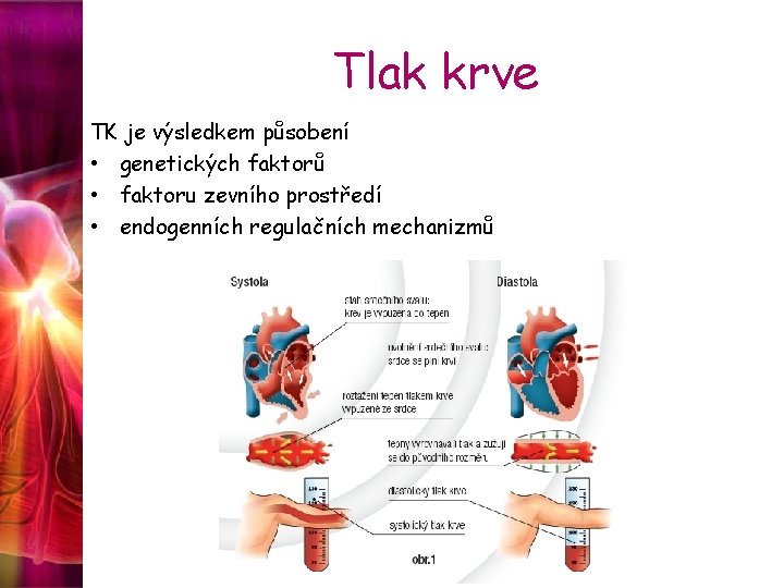 Tlak krve TK je výsledkem působení • genetických faktorů • faktoru zevního prostředí •