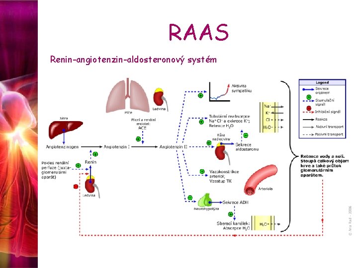 RAAS Renin-angiotenzin-aldosteronový systém 