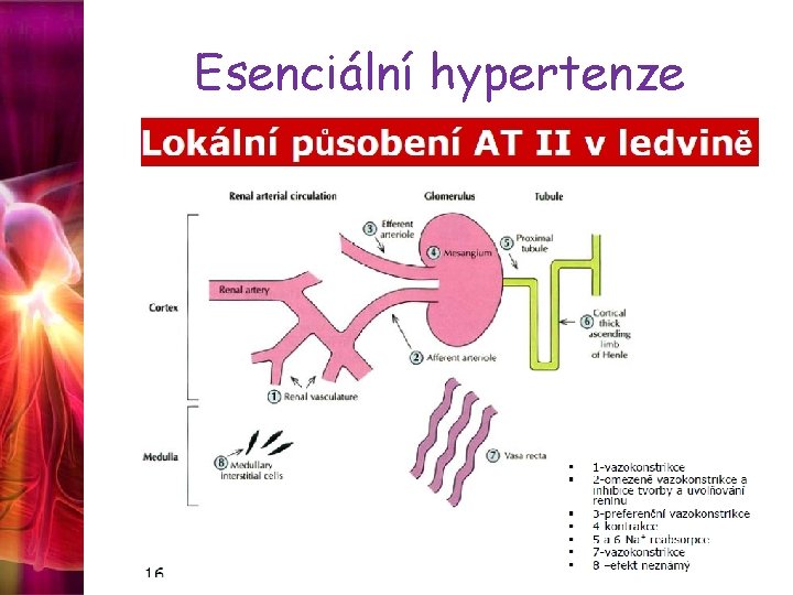 Esenciální hypertenze 