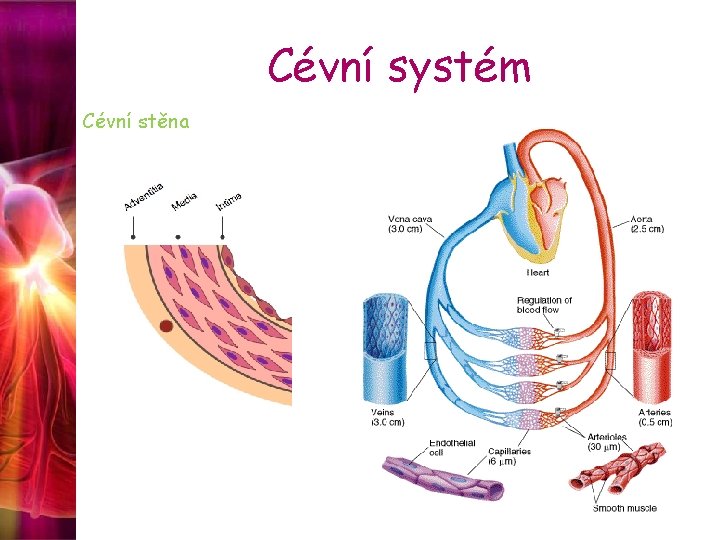 Cévní systém Cévní stěna 