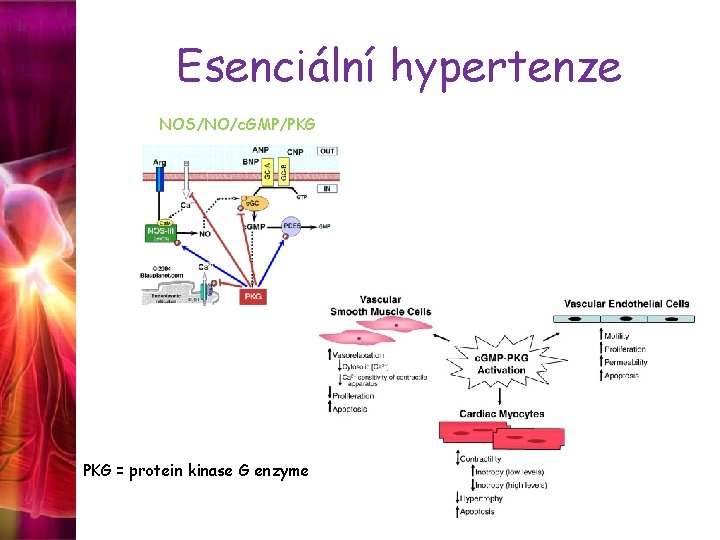 Esenciální hypertenze NOS/NO/c. GMP/PKG = protein kinase G enzyme 