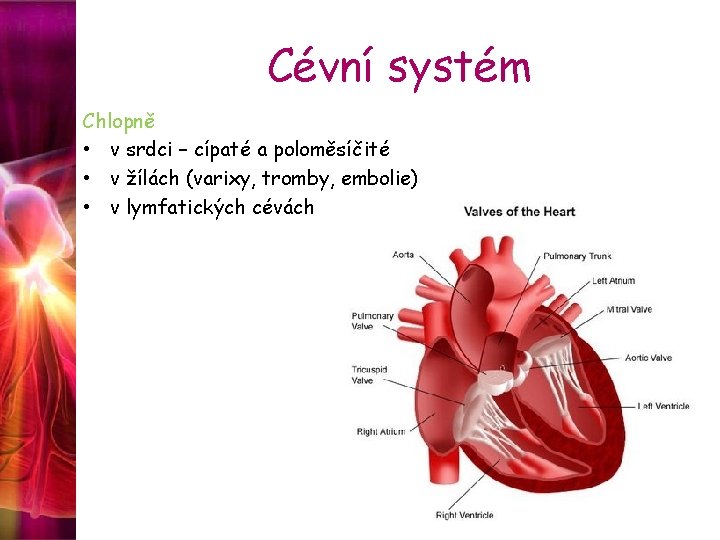 Cévní systém Chlopně • v srdci – cípaté a poloměsíčité • v žílách (varixy,