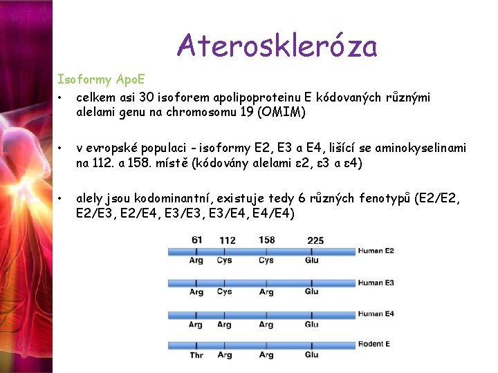 Ateroskleróza Isoformy Apo. E • celkem asi 30 isoforem apolipoproteinu E kódovaných různými alelami