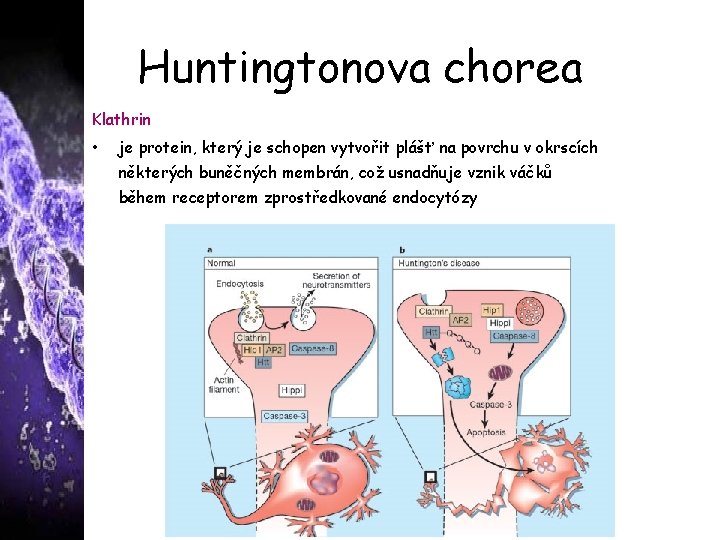 Huntingtonova chorea Klathrin • je protein, který je schopen vytvořit plášť na povrchu v