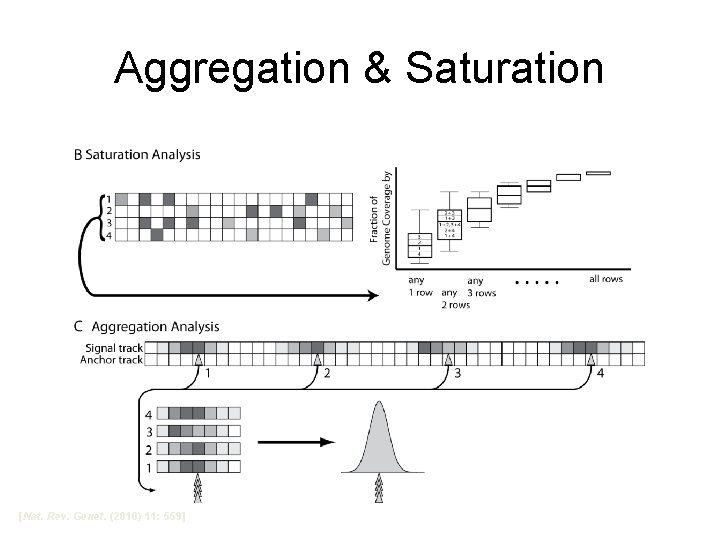 Aggregation & Saturation [Nat. Rev. Genet. (2010) 11: 559] 