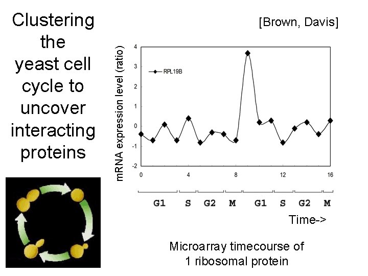 [Brown, Davis] m. RNA expression level (ratio) Clustering the yeast cell cycle to uncover