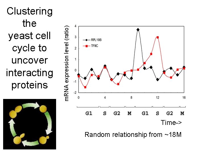 m. RNA expression level (ratio) Clustering the yeast cell cycle to uncover interacting proteins