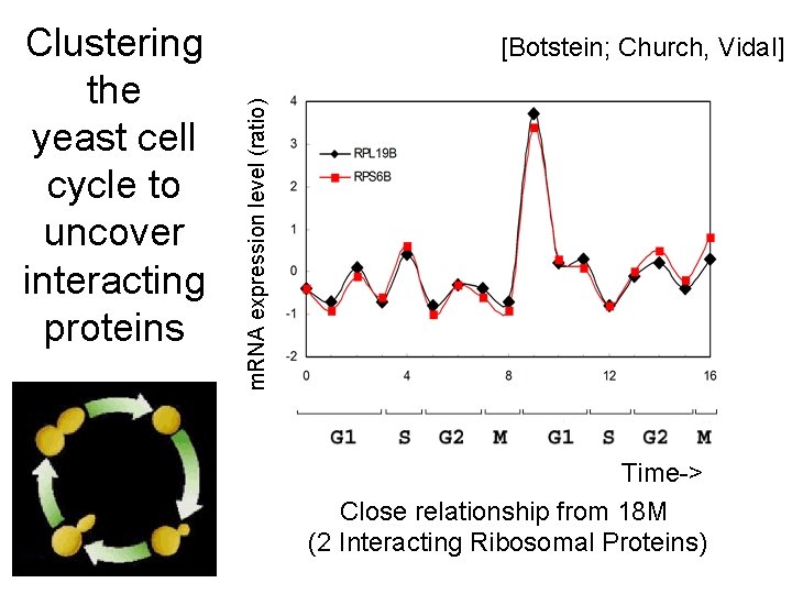 [Botstein; Church, Vidal] m. RNA expression level (ratio) Clustering the yeast cell cycle to