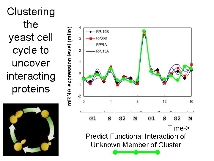 m. RNA expression level (ratio) Clustering the yeast cell cycle to uncover interacting proteins
