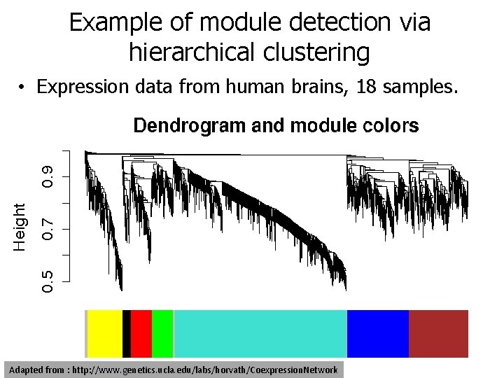 Example of module detection via hierarchical clustering • Expression data from human brains, 18
