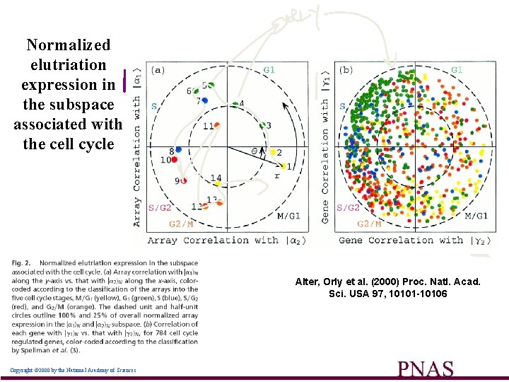 Normalized elutriation expression in the subspace associated with the cell cycle Alter, Orly et