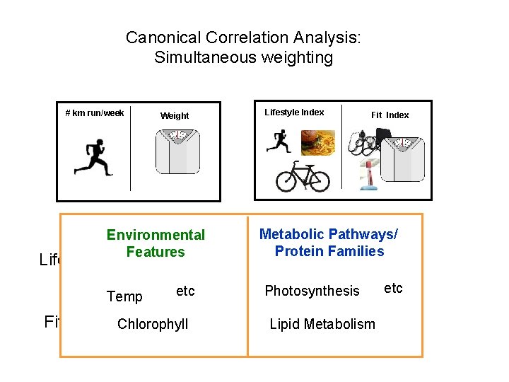 Canonical Correlation Analysis: Simultaneous weighting # km run/week Lifestyle Index Weight Metabolic Pathways/ Protein