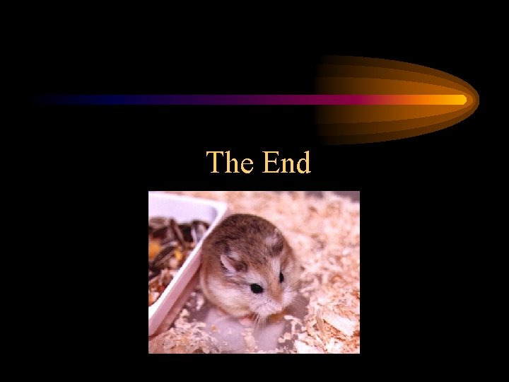 The End The End