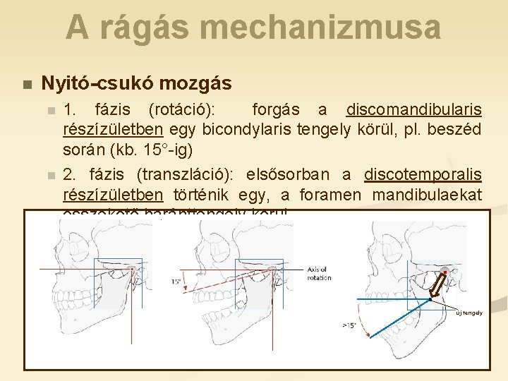 A rágás mechanizmusa n Nyitó-csukó mozgás n n 1. fázis (rotáció): forgás a discomandibularis