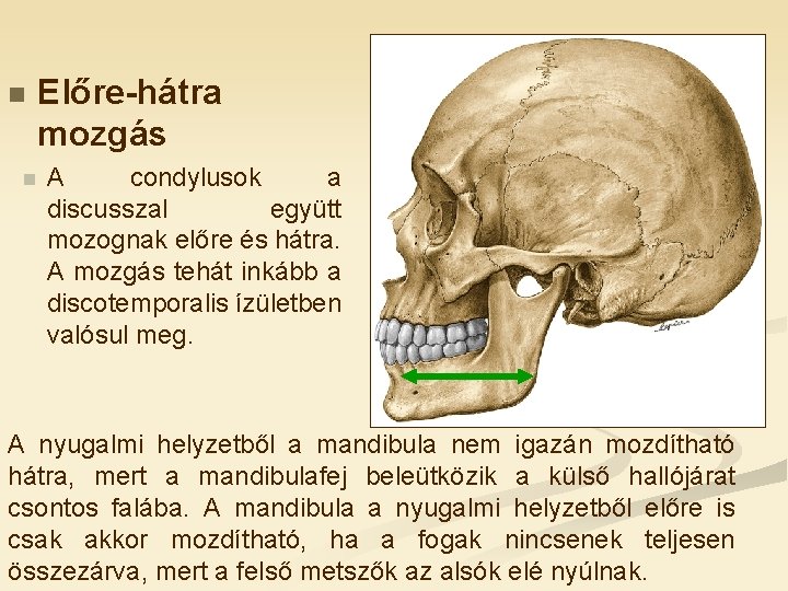 n n Előre-hátra mozgás A condylusok a discusszal együtt mozognak előre és hátra. A n n Előre-hátra mozgás A condylusok a discusszal együtt mozognak előre és hátra. A