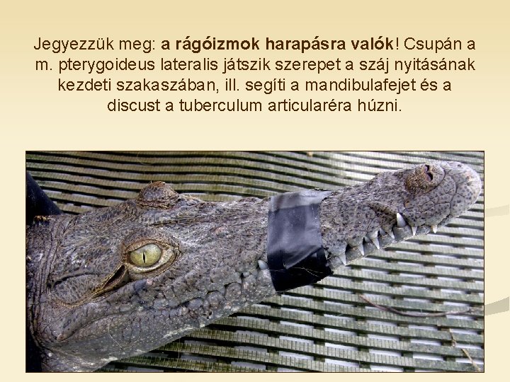 Jegyezzük meg: a rágóizmok harapásra valók! Csupán a m. pterygoideus lateralis játszik szerepet a Jegyezzük meg: a rágóizmok harapásra valók! Csupán a m. pterygoideus lateralis játszik szerepet a