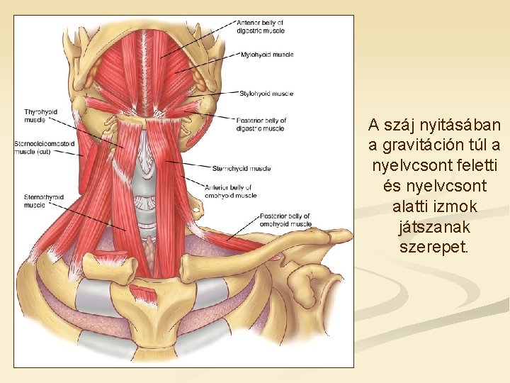 A száj nyitásában a gravitáción túl a nyelvcsont feletti és nyelvcsont alatti izmok játszanak A száj nyitásában a gravitáción túl a nyelvcsont feletti és nyelvcsont alatti izmok játszanak