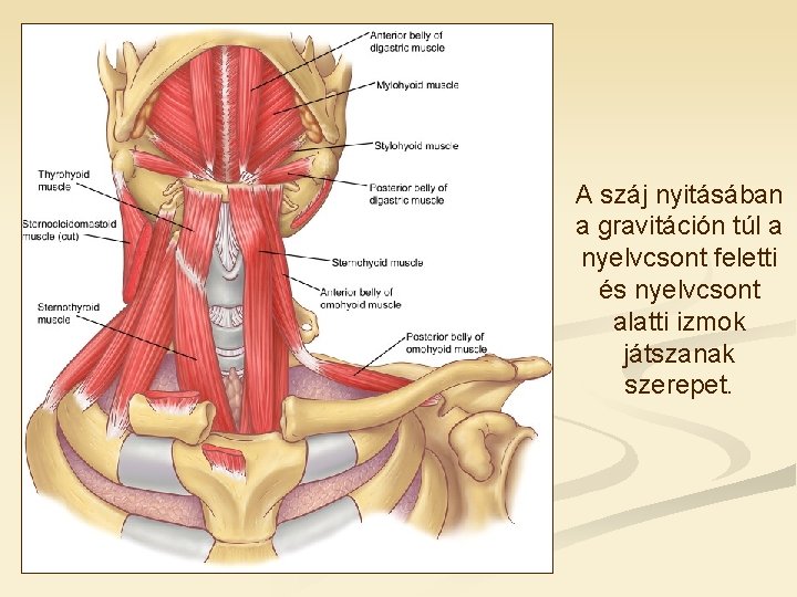 A száj nyitásában a gravitáción túl a nyelvcsont feletti és nyelvcsont alatti izmok játszanak