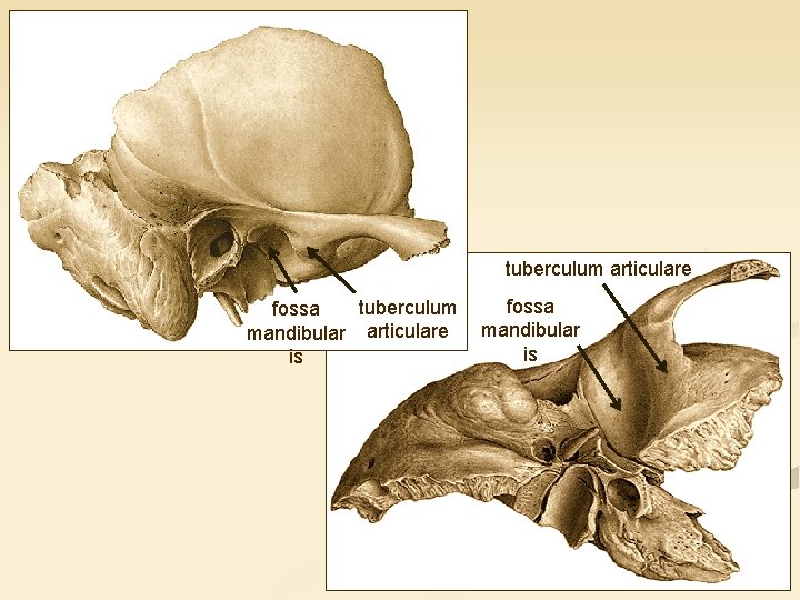 tuberculum articulare tuberculum fossa mandibular articulare is fossa mandibular is 