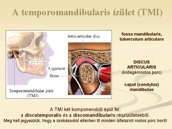 A temporomandibularis ízület (TMI) fossa mandibularis, tuberculum articulare DISCUS ARTICULARIS (kollagénrostos porc) caput (condylus)