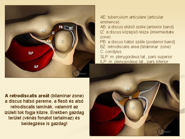 AE: tuberculum articulare (articular eminence) AB: a discus elülső széle (anterior band) IZ: a