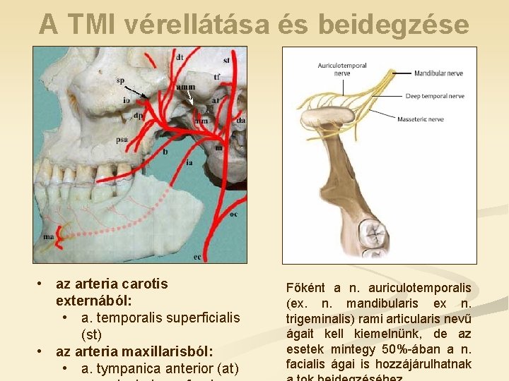 A TMI vérellátása és beidegzése • az arteria carotis externából: • a. temporalis superficialis