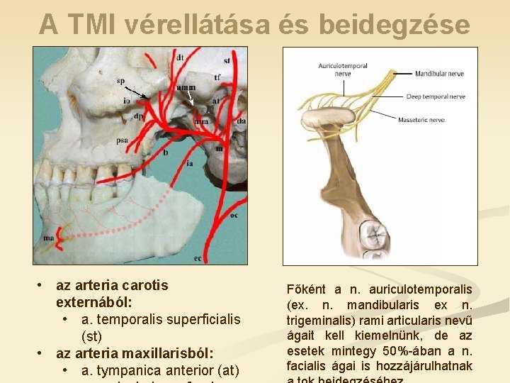 A TMI vérellátása és beidegzése • az arteria carotis externából: • a. temporalis superficialis A TMI vérellátása és beidegzése • az arteria carotis externából: • a. temporalis superficialis